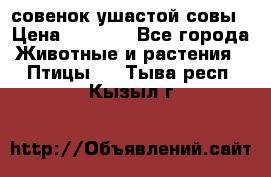 совенок ушастой совы › Цена ­ 5 000 - Все города Животные и растения » Птицы   . Тыва респ.,Кызыл г.